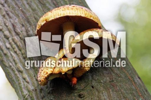 Herbststimmung-25-10-09 016.jpg